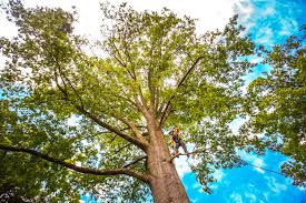 Why Choose Our Tree Removal Services in Mayville, WI?